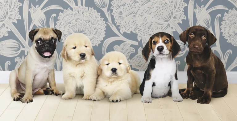 group-portrait-five-adorable-puppies